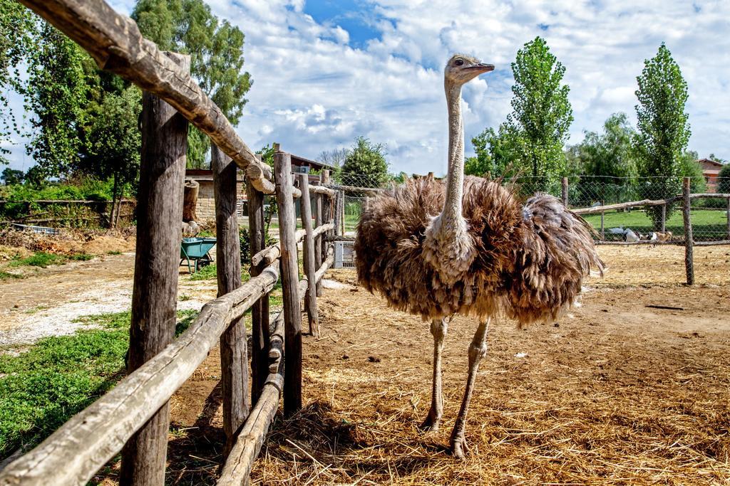 Agriturismo 4 Ricci Черветері Екстер'єр фото